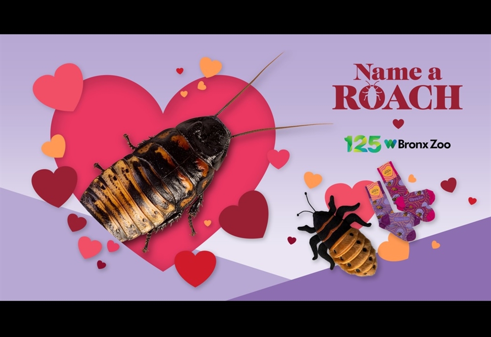 Forget Flowers — Celebrate Valentine's Day with ‘Name-a-Roach’ from the